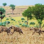 Naturally Selected? Clues about Leadership from the Animal World