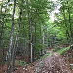 Into the wild Into the wild