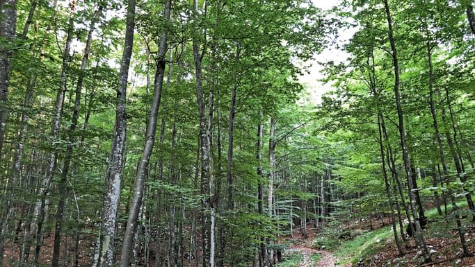 Into the wild Into the wild