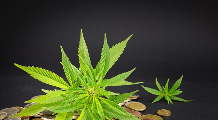 Marijuana Penny Stocks – Should you invest / are they worth it?