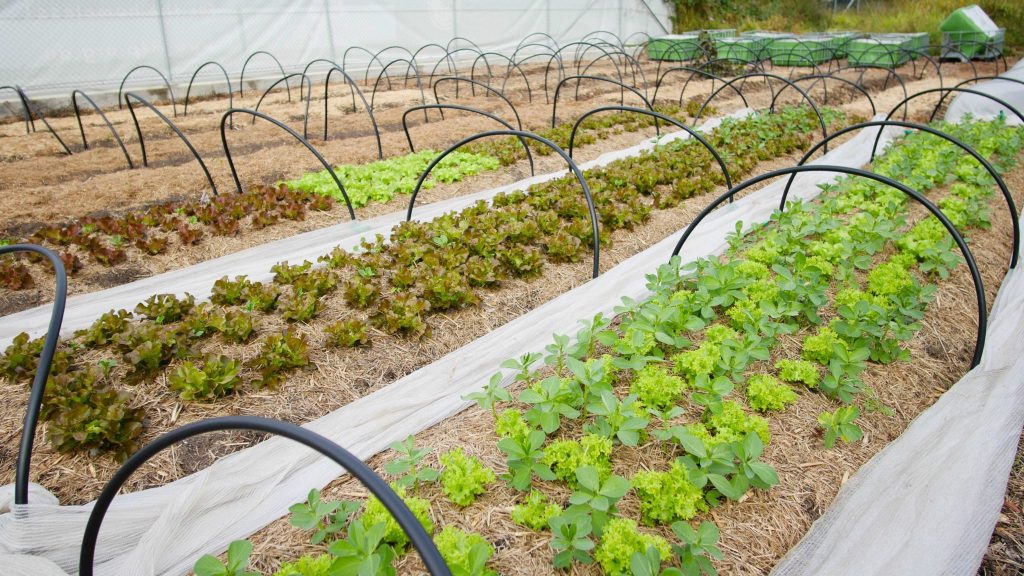 How To Take Care Of Your Mini Farm In Seven Simple Steps The European