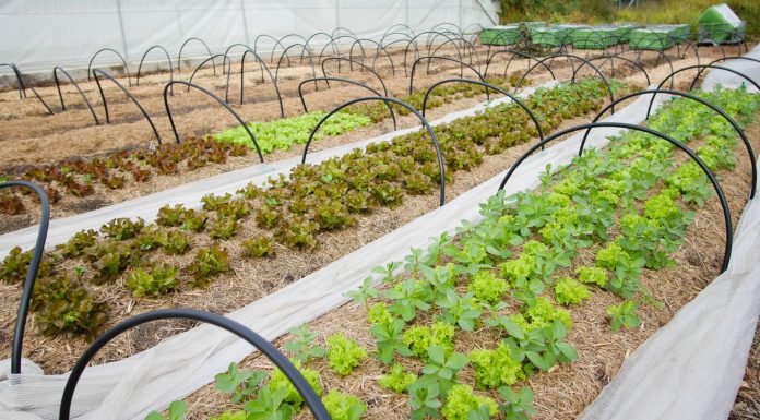 How To Take Care Of Your Mini Farm In Seven Simple Steps