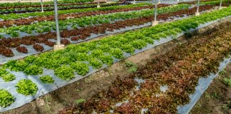 How To Take Care Of Your Mini Farm In Seven Simple Steps mini farm care tips