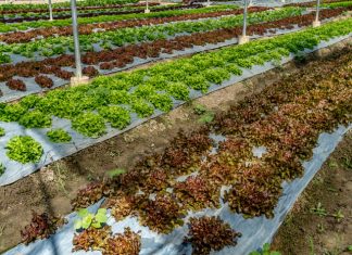 mini farm care tips