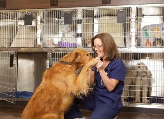 How To Get A Career In Animal Care?
