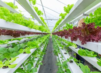 Vertical Farming is the Future