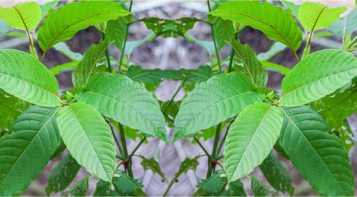 Kratom May Have Therapeutic Effects And Relatively Low Potential For Abuse, According To A User Survey