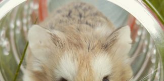 Things To Know Before Using CBD Oil Pet Products CBD For A Pet