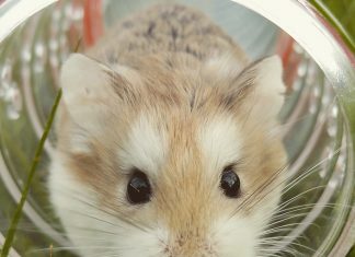 CBD For A Pet