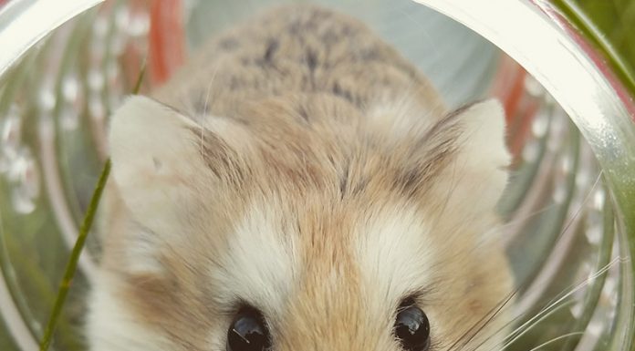 Things To Know Before Using CBD Oil Pet Products CBD For A Pet