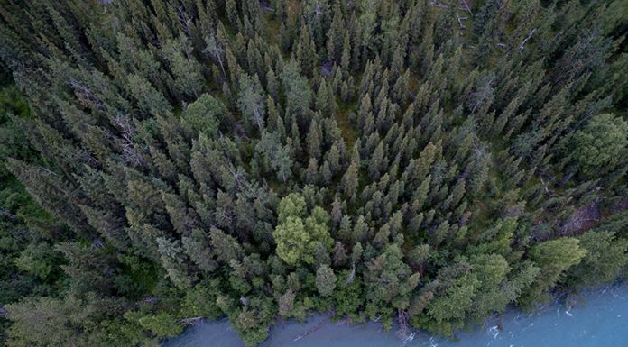 How Your Business can Contribute towards Conserving the Environment