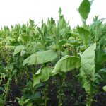 Here is What You Should Know Before Using Tobacco