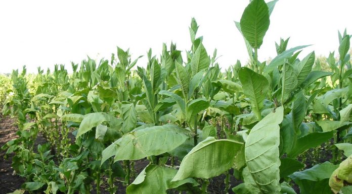 Here is What You Should Know Before Using Tobacco