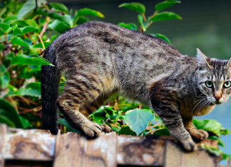 CBD Cat