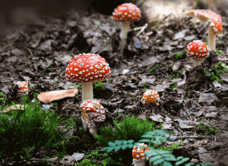Mushrooms