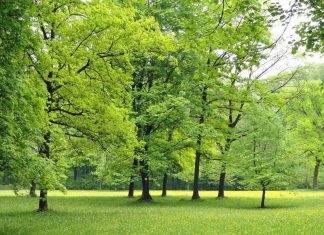 6 Great Ideas How to Boost Your Mood trees