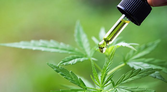 CBD Flowers: What It Is, Where You Can Find It And Main Uses cannabidiol