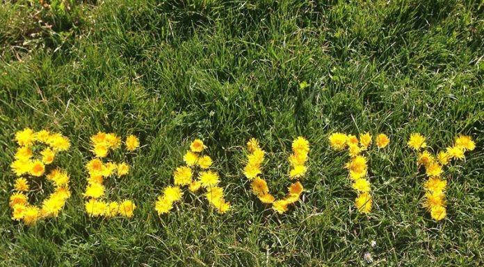 Beauty Industry's Green Commitment