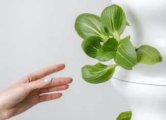 plant