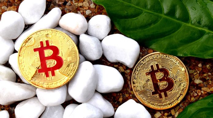 Cryptocurrencies Are Going Green, and They Aren’t Stopping Cryptocurrency