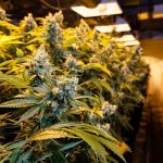 How the cannabis industry became so profitable cannabis industry