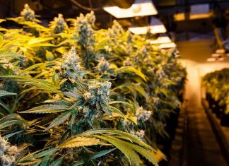 cannabis industry
