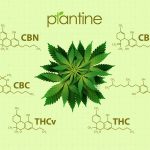 Hormonal Imbalances: CBD Can Restore Balance and Help Alleviate Symptoms CBD