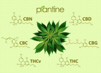 CBD