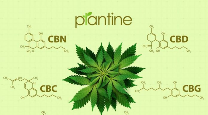 Hormonal Imbalances: CBD Can Restore Balance and Help Alleviate Symptoms CBD