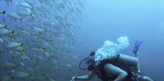 Top 4 Deep Sea Fishing Baits and Lures to Use deep sea fishing baits
