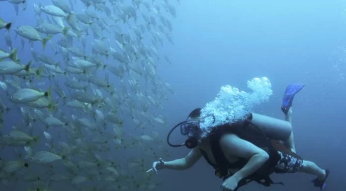 deep sea fishing baits