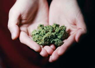 Cannabis