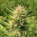 The Mystery of CBG: What You Need to Know About This Non-Psychoactive Cannabis Component Cannabigerol