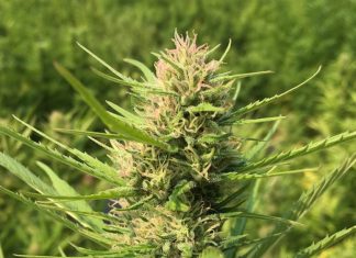 Cannabigerol