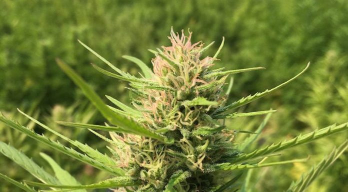 The Mystery of CBG: What You Need to Know About This Non-Psychoactive Cannabis Component Cannabigerol