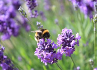 Bee