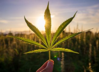 CBD in Europe
