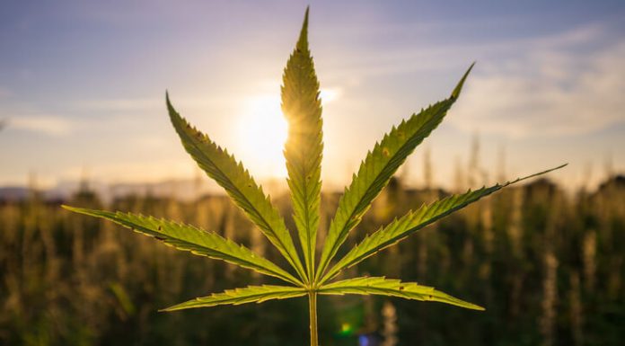 The CBD Situation in Europe CBD in Europe