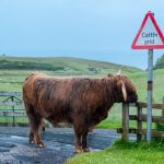 Everything you Want to Know About Cattle Grid cattle grid