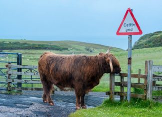 cattle grid