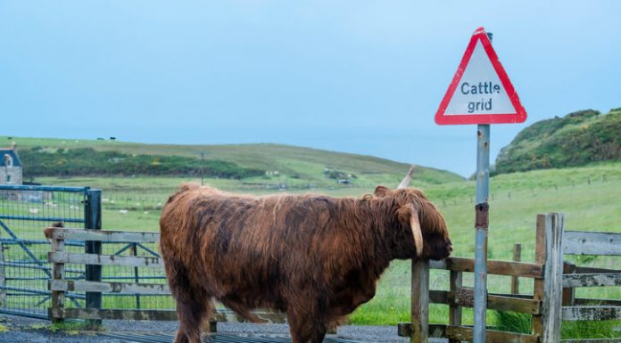 Everything you Want to Know About Cattle Grid cattle grid