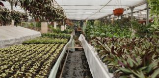 Grow Tents: Everything You Need To Know About Tent