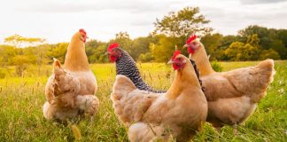 6 Must-have Accessories While Petting A Chicken chichen