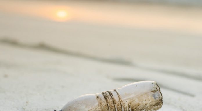 Taking Care of the Environment