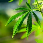 Trends to Know in The Marijuana Industry 2021Â Marijuana