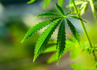 Marijuana