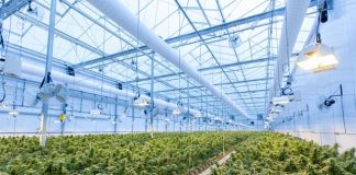 Most Exotic Cannabis Strains You Should Definitely Know About Cannabis