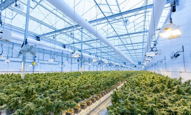 Most Exotic Cannabis Strains You Should Definitely Know About Cannabis