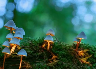 Magic Mushrooms