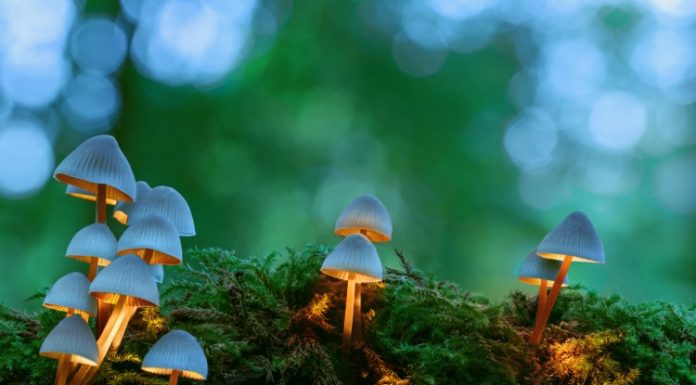 Are Magic Mushrooms Addictive? Magic Mushrooms